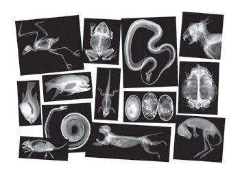 Animal X-Rays©  14 x-rays & cards