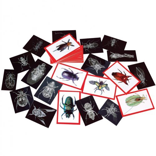 Insect X-Ray & Picture Cards  36 cards & x-rays