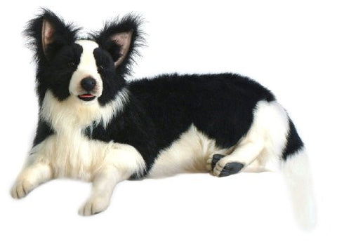 BORDER COLLIE LAYING 34''L