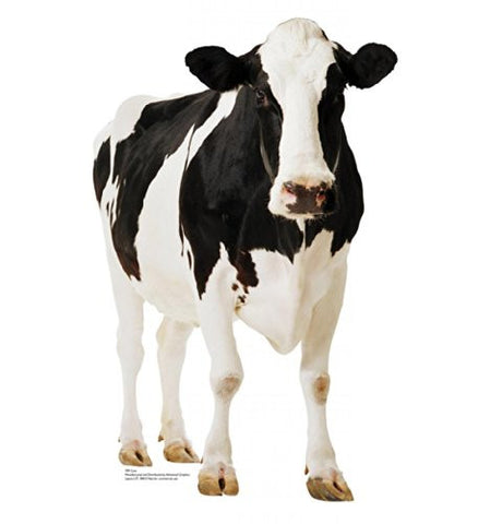 Cow 65" x 42"
Stand-ups