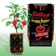 Challenge Scorpion Pepper Magic Plant