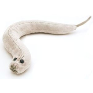 Giant Microbes C. Elegans (Caenorhabditis elegans) Stuffed Plush Toy
