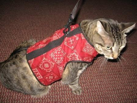 Kitty Holster Cat Harness, Extra Large, Red Bandana