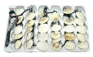 Scallop Shell 30-Count String Lights