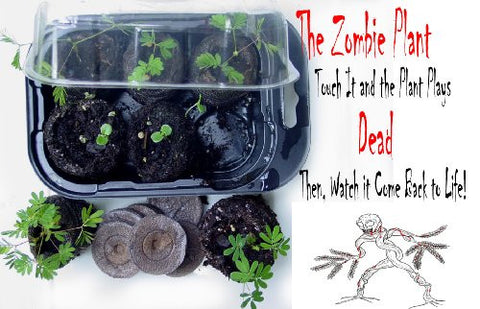 The Zombie Plant Growing Kit With Seed Packet