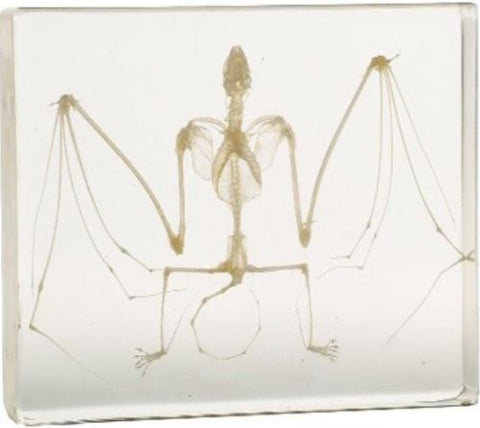 bat skeleton( 3 x 3 x 1 in)