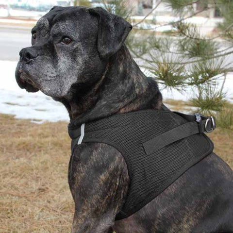 American River Ultra Choke Free Dog Harness, Black, XX- Large