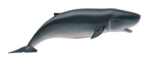 Pygmy Sperm Whale, M