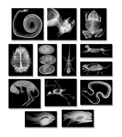 Animal X-Rays  14 X-Rays & Cards