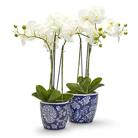 Floral Fantasy Set of 2 Blue and White Hand-Painted Planters ,Porcelain - 6 1/4" H x 6 1/4" Dia
Floral Fantasy Set of 2 Blue and White Hand-Painted Planters ,Porcelain - 7 1/4" H x 8 1/4" Dia