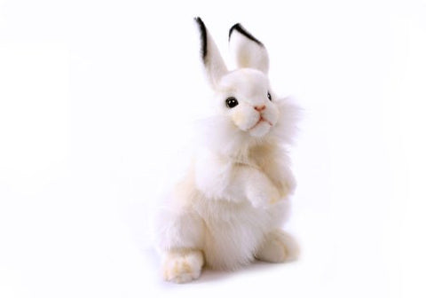 Hansa White Rabbit