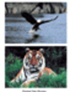 Wild Animal Poster Set