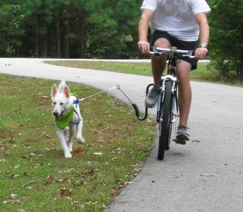 Springer Bike Lead for Dogs