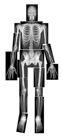 True to Life Human X-Rays®  18 pcs