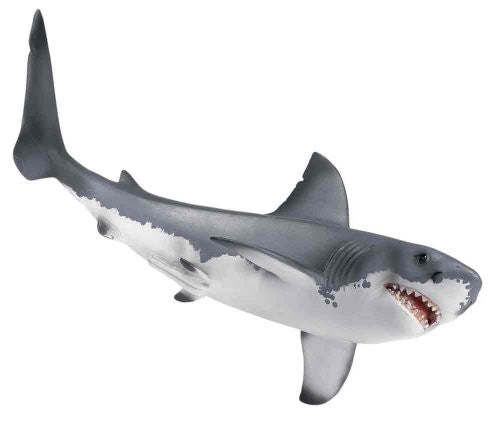 Great white shark