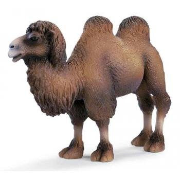 Two-humped Camel