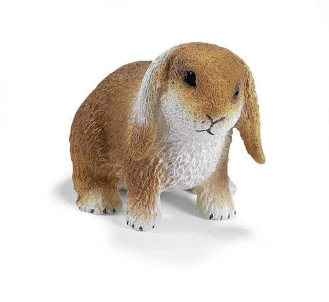 Dwarf Lop