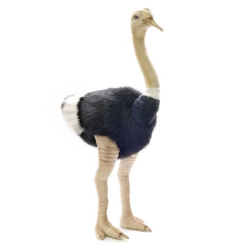 HANSA - Male Ostrich 3268