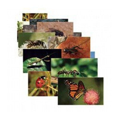 Stages Learning Materials Insects 14 Poster Cards