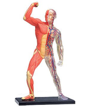 MUSCLE & SKELETON ANATOMY 4-D