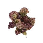 Bulk Red Clover Blossoms Whole, 1 lb. package