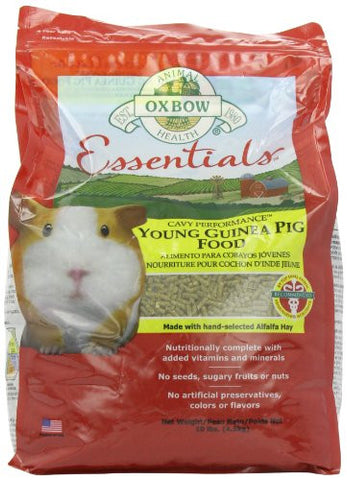 OXB Guinea Pig Young 10#