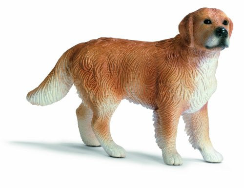 Golden Retriever, male