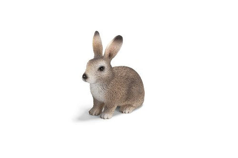 Wild rabbit