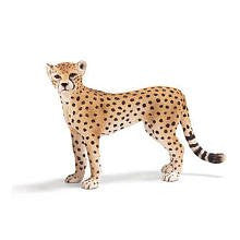 Cheetah, female