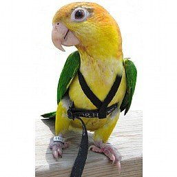 Aviator The Parrot Harness Medium - Silver