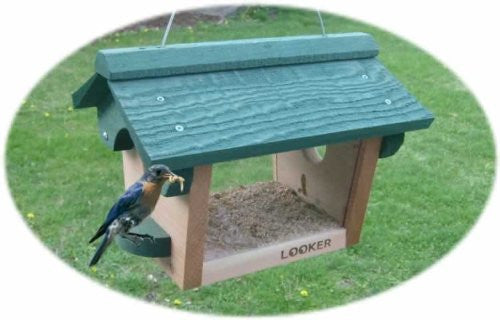 Bluebird Feeder