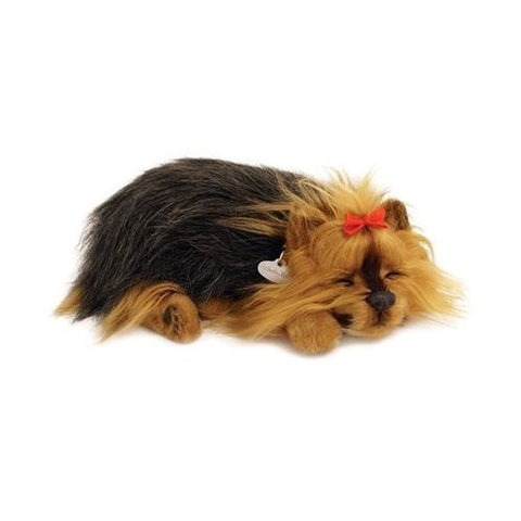 Yorkie