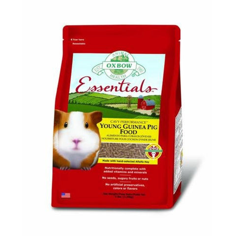 OXB Guinea Pig Young 5#