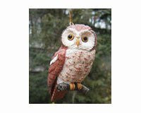 Screech Owl