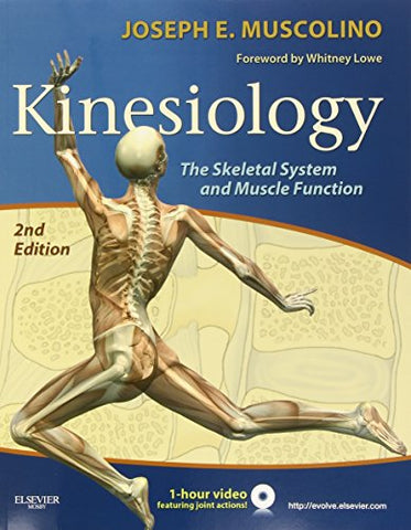Kinesiology: The Skeletal System and Muscle Function (Paperback)