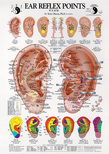 Ear Reflex Points Chart (Paperback)
