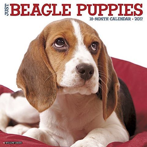 2017 Wall Calendars, Dog Breeds - Just Beagle Puppies