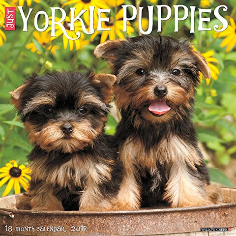 2017 Wall Calendars, Dog Breeds - Just Yorkie Puppies