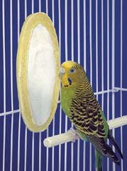 Cuttle Bone - Banana Flavor