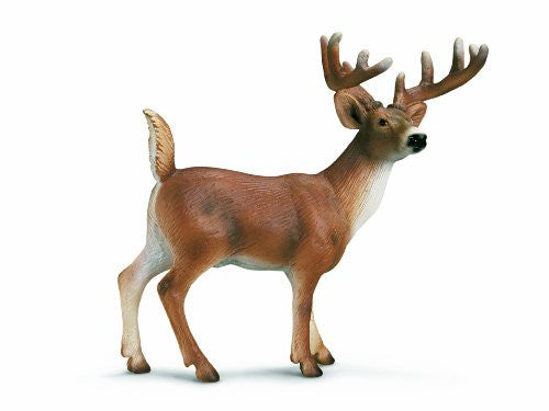 White-tailed buck