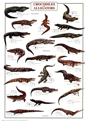 Crocodiles And Alligators