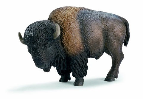 American Bison