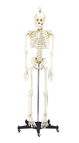 Budget Bart Skeleton Anatomy Model