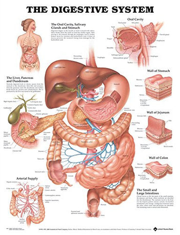 The Digestive System Anatomical Chart - Laminated