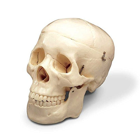 Budget Life Size Skull 2nd Quality