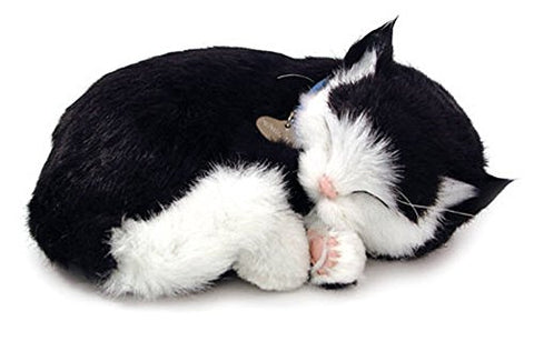 Perfect Petzzz Black & White Shorthair Kitten