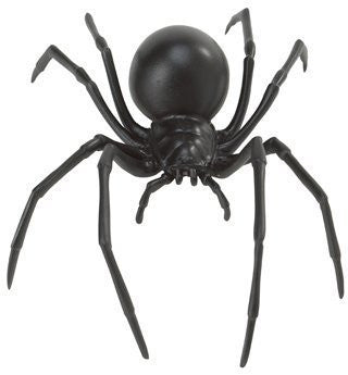 Black Widow Spider Hidden Kingdom Insects