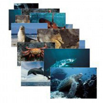 Stages Learning Materials Sea Life 14 Poster Cards