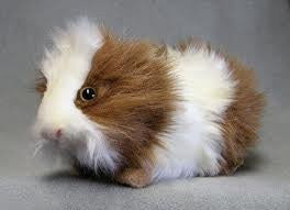 GUINEA PIG GRAY/WH 8''L