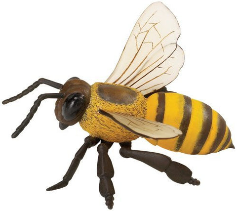 Honey Bee Incredible Creatures